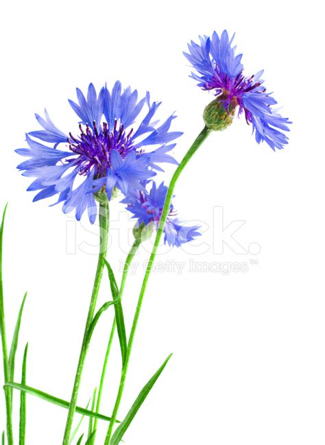 Beautiful Blue Cornflower Isolated On White Background Stock Photo
