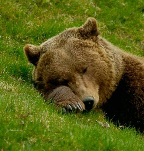 Pin By Vicky Aggelopoulou On Wild Animals Bear Pictures Brown Bear Bear