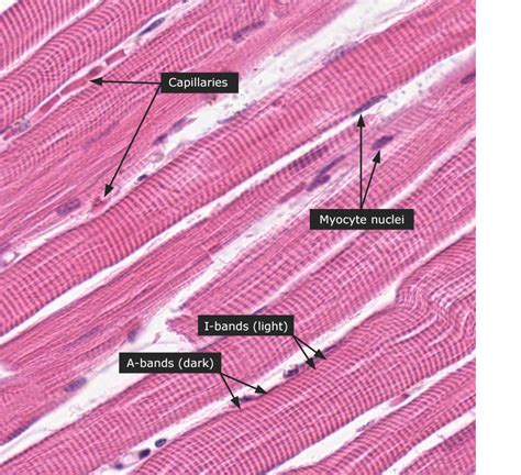 Café Y Biología LecciÓn 30 Tejidos Del Cuerpo Humano Tejido Muscular