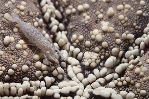 Rounded Seastar Shrimp Photograph By Colin Marshallflpa Fine Art America