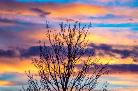 Autumn Tree On A Background Of Colorful Sunset Sky Stock Image Image