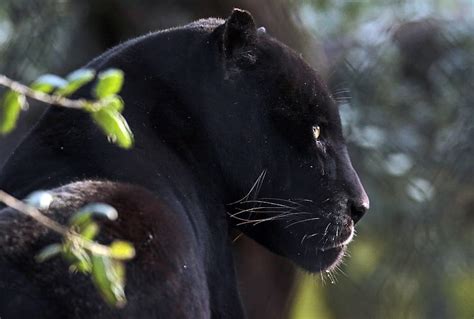 Hd Wallpaper Face Portrait Predator Jaguar Profile Wild Cat