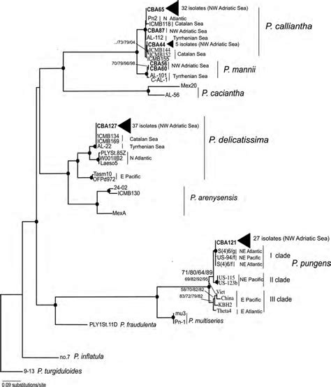 The Its 58s Rdna Phylogeny Of Pseudo Nitzschia Spp The Tree Is