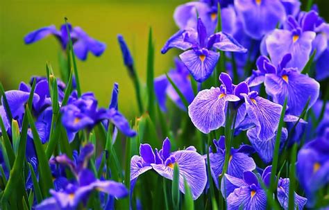 Blue Irises Pretty Iris Flowers Nature Hd Wallpaper Peakpx