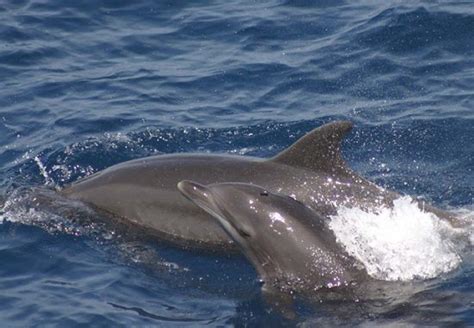 Noaa Unusual Number Of Dolphins Dying Off Florida Gulf Of Mexico