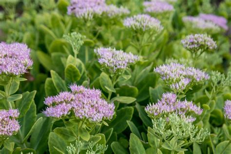 Sedum Plant Care And Growing Guide