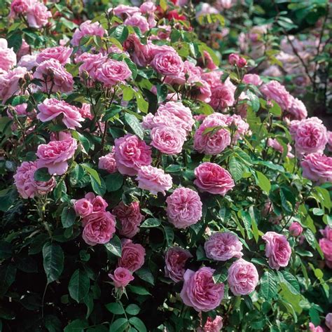 rose gertrude jekyll bush form hello hello plants