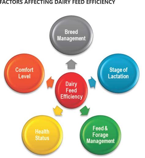 Feed Efficiency Improvement In Dairy Cows An Opportunity Benison Media