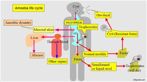 Amoebiasis Entamoeba Histolytica Life Cycle Diagnosis Labpedia Net