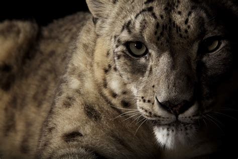 Snow Leopard Face Shadow Spotted Wallpaper Coolwallpapersme