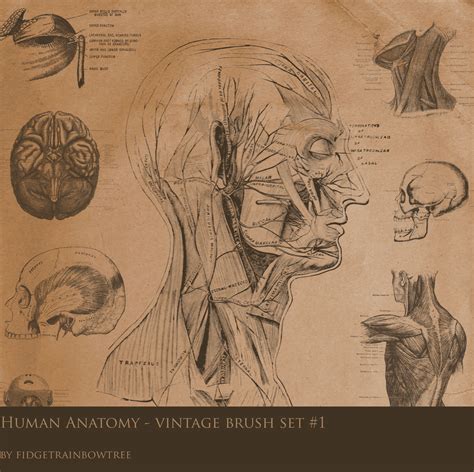 Vintage anatomy tattoo artist needle body art gothic machine gun design patent. Vintage Anatomy Set 1 by FidgetResources on DeviantArt