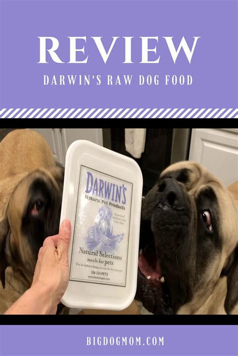 Cup of dry dog food. Top 5 Reasons Why Darwin's Raw Dog Food Is Great For Big Dogs