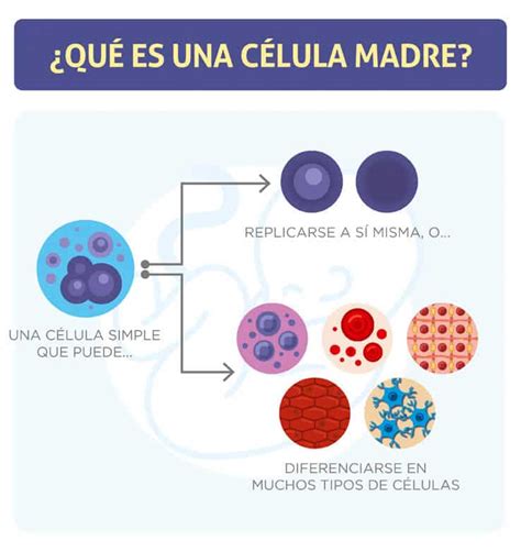 Qué son las células madre Celulas Madrela