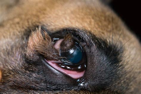 Foto De Cierre De Un Ojo De Bulldog Francés Con Dermoide Corneal Imagen