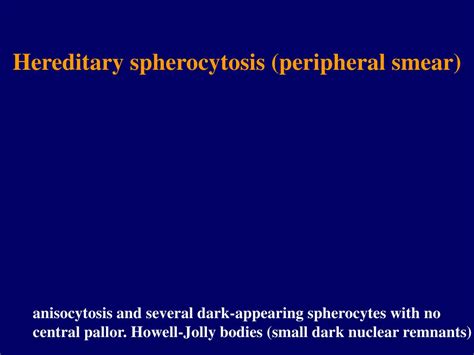 Spherocytosis most often refers to hereditary spherocytosis. PPT - Bone marrow PowerPoint Presentation, free download - ID:863770