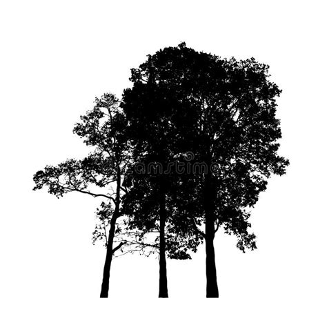 Trees Silhouettes Isolated On White Background Stock Image Image Of
