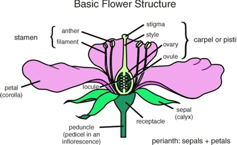 The stamen hold the anther, which creates pollen. Flower Diagrams