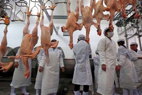 Gentler Chicken Slaughter Chinese Province Thinks Its Worth A Try