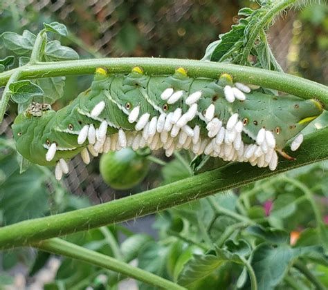 Braconid Wasp Lay Eggs Inside This Tomato Hornworm Parasitic Larvae Devour This Innards Then