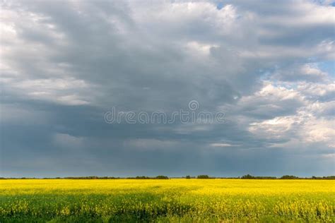 Prairie Storms Sweep Over Canola Fields Stock Image Image Of