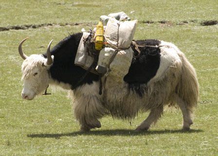 32 best images about Yak on Pinterest | Tibet, Lakes and My wife
