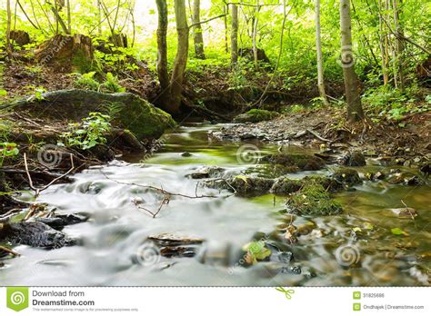 Woodland Stream Stock Photo Image Of Nature Conservation 31825686