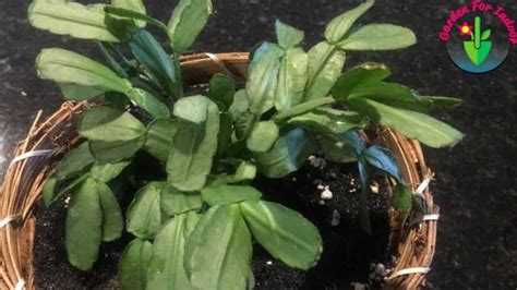 That answer is that it can depend on a wide range of. How to Save Overwatered Cactus (Step by Step) - Garden For ...
