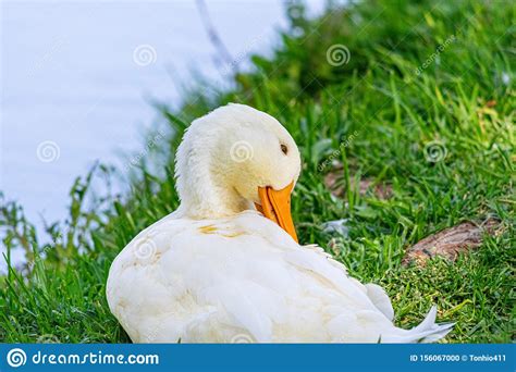Duck Trying To Sleep Stock Photo Image Of Duck Nature 156067000