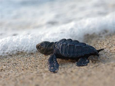 Baby Sea Turtle Wallpaper Images