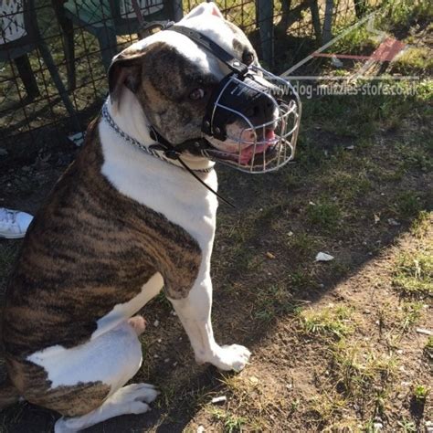 You can't mistake a bulldog for any other breed. Dog Wire Muzzle for American Bulldog for Sale UK