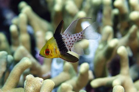 Cardinalfish Tropical Fish Ocean Sea Wallpapers Hd Desktop And