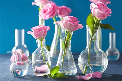 Pink Roses Water Roses Vases Pink Hd Wallpaper Peakpx