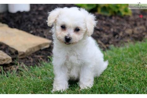 Baby Bichon Frise Puppy For Sale Near Lancaster Pennsylvania