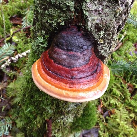 Red Belted Polypore Project Noah
