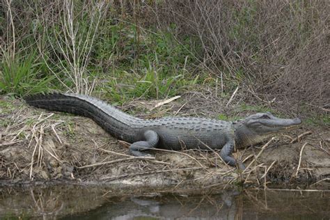 Filealligator Animal On Pond Wikimedia Commons