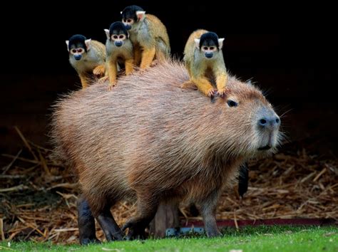 Companionable Capybaras The Atlantic