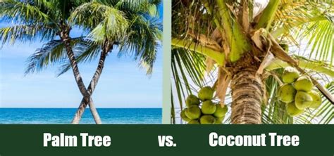Palm Tree Vs Coconut Tree Whats The Difference With Pictures