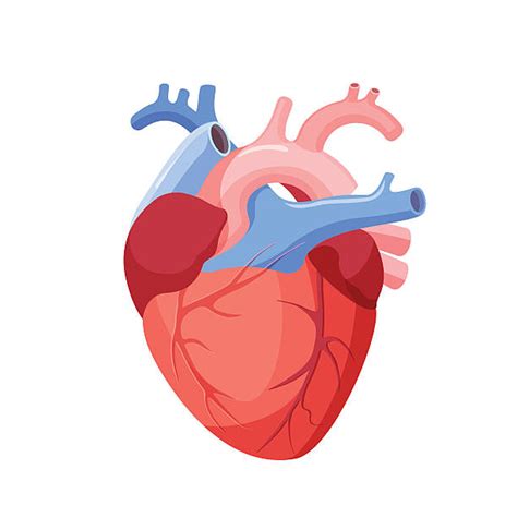 Anatomical Heart Illustrations Royalty Free Vector