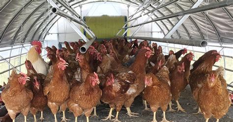Poultry Farmers Urged To Take Precautions Against Avian Influenza Livestock