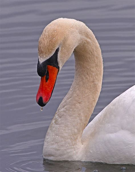 Knowing the field marks to check on this bird can help birders feel. Mute Swan Photograph by Ken Stampfer