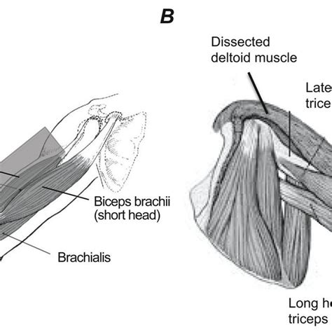 Top Extended Field Of View Ultrasound Images Of Biceps Brachii Long