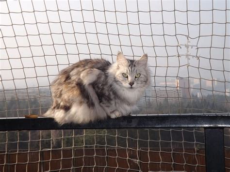 Kurilian Bobtail Cat Breed Characteristics And Info World Cat Finder