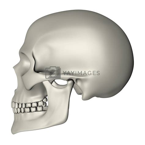 Royalty Free Image Human Skull Side View By Pixbox