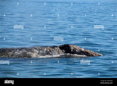 Gray Whale At Whale Watching In Lagoon At Ojo De Liebre Baja California Sur Mexico Stock Photo