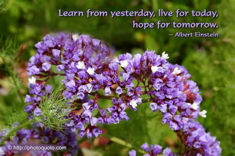 Purple Flower Quotes Sayings Quotesgram