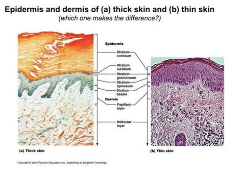 Integumentary Histology Skin Histology Of Skin Histology Of