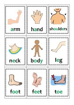 Find & download free graphic resources for body parts. Body Parts Flashcards by Katrina LI | Teachers Pay Teachers