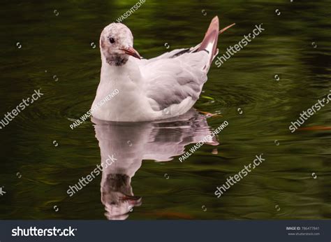 White Duck Swim Pond Still Float Stock Photo 786477841 Shutterstock