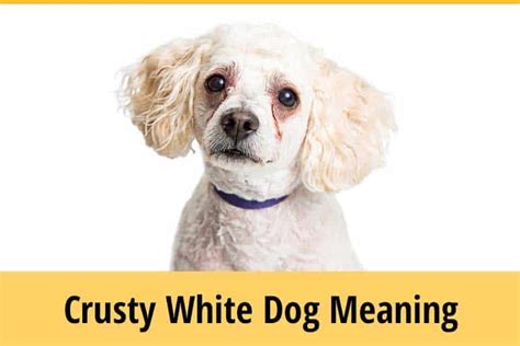 Crusty White Dogs What Is It Zooawesome