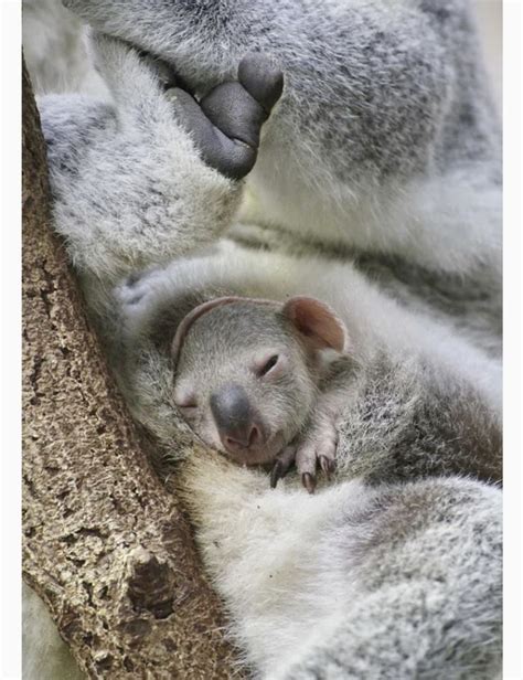 Adorable Baby Koala Snoozing In Moms Pouch Cute Baby Animals